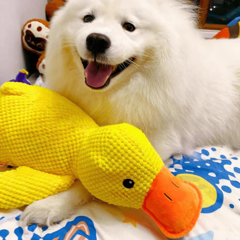 Calming Duck (1+1 FREE) – The Pet Paradise