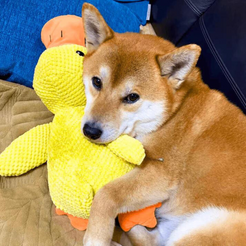 Calming Duck (1+1 FREE) – The Pet Paradise
