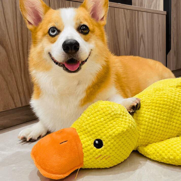 Calming Duck (1+1 FREE) – The Pet Paradise